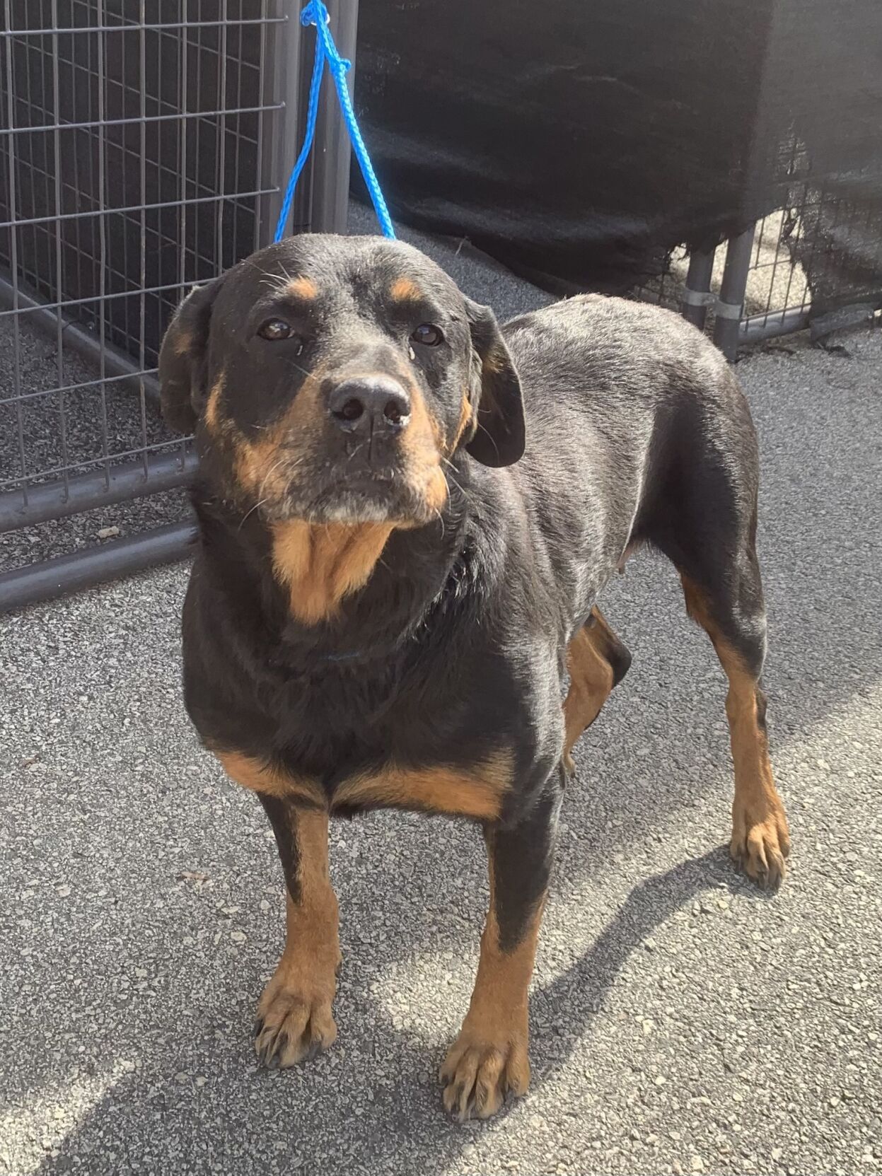 LAYLA-ID#A017007